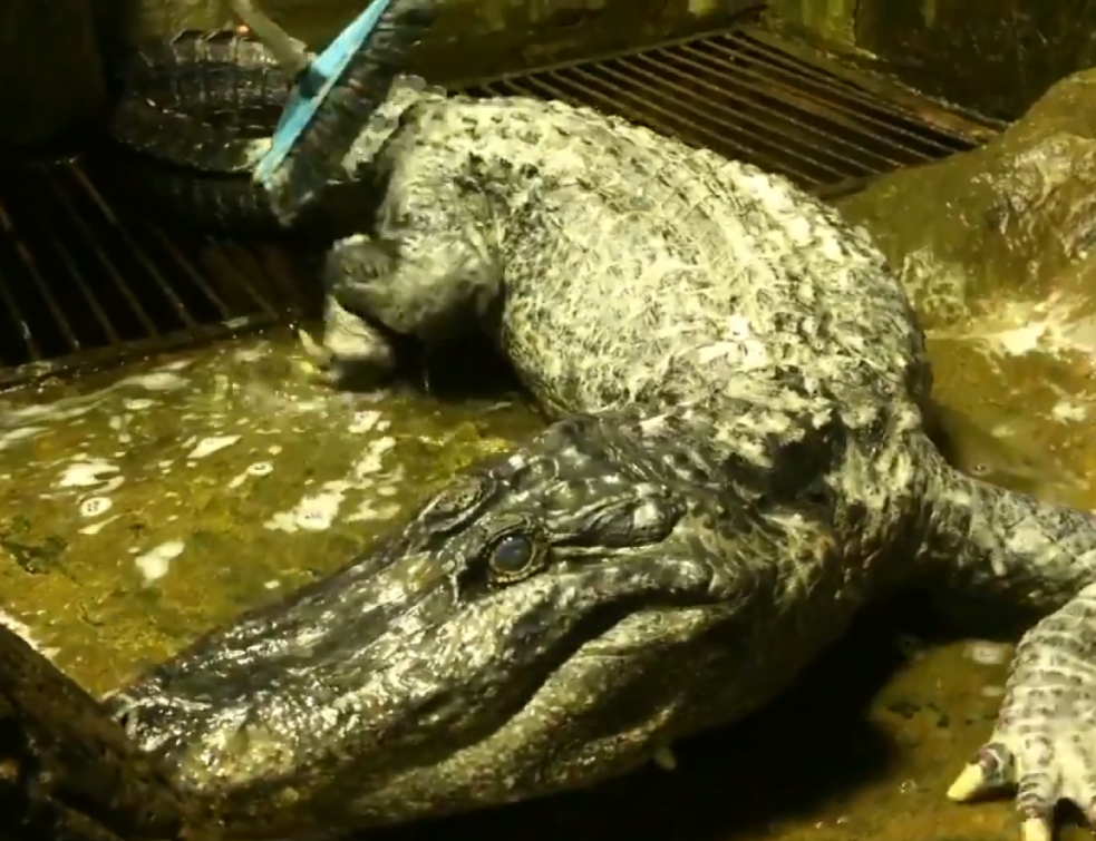 Uginuo „Hitlerov ljubimac“ aligator <span style='color:red;'><b>Saturn</b></span> (VIDEO)